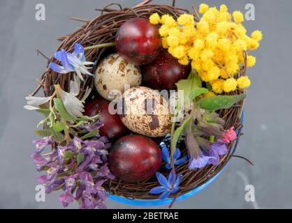 Eine blaue Glasschale mit farbigen Wachteleiern und Frühlingsblumen. Osterkomposition, Kopierraum für Text, Design. Stockfoto