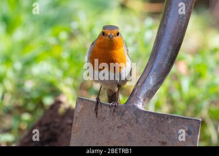 Robin - erithacus rubecula - Barching auf Garten Spaten - UK Stockfoto