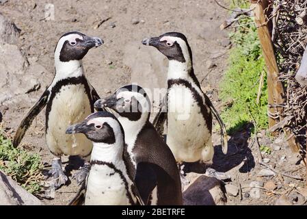 Curiuos Gruppe der Pinguine in Betty's Bay in Südafrika. Lustige Spätigkeit, da alle zur Seite schauen und zwei einander gegenüberstehen. Stockfoto