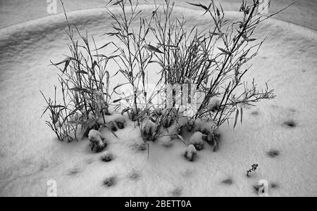 Winter verschneite Pflanzen, Schneeflocken, Natur landscape Stockfoto