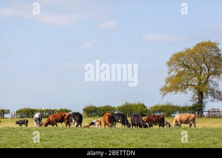 Herde Kühe Vieh Streifen Weiden auf Cheshire Ackerland in einer ländlichen Landschaft Stockfoto