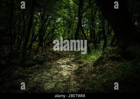 Steinweg in einem dichten dichten dichten, tiefgrünen Wald in der Nähe des Klosters Ostrog, Montenegro Stockfoto