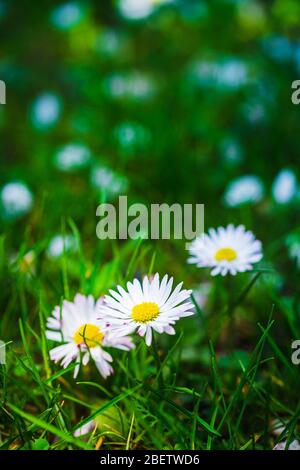Gänseblümchen, Frühlingsblumen auf grünem Gras. Stockfoto