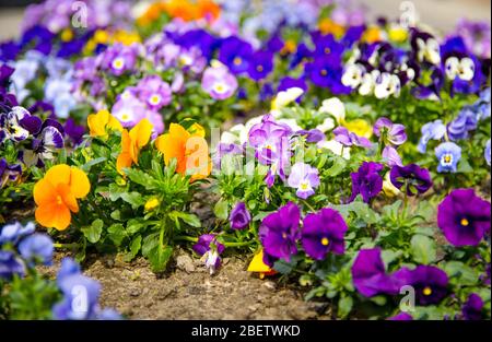 Schöne mehrfarbige gelb violett orange blau Stiefmütterchen Blumen oder Stiefmütterchen Pflanzen mit lebendigen Gesichtern und grünen Blättern auf Hausgarten Boden Blumenbeet Stockfoto