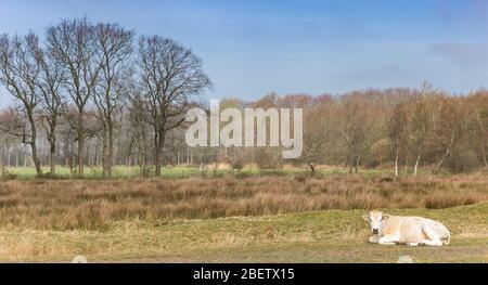 Panorama einer blonden Kuh, die im Naturschutzgebiet Wyldemerk in den Niederlanden liegt Stockfoto