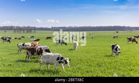 Herde von Holsteiner Kühen in den Hügeln von Gaasterland, Niederlande Stockfoto