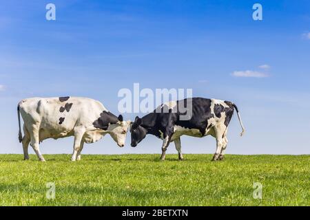 Zwei holsteiner Kühe auf einer grünen Wiese im Gaasterland, Niederlande Stockfoto