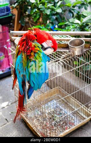 Ara Papagei pickt Federn vor seinem Vogelkäfig im Yuen Po Street Vogelgarten in Kowloon, Hong Kong. Der öffentliche Park ist wie ein Traditions-Park gestaltet Stockfoto
