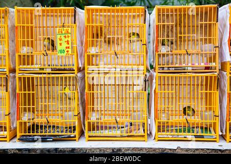 Hong Kong, Hong Kong SAR - 10. Juli 2017: Käfigvögel im Vogelgarten der Yuen Po Street in Kowloon, Hongkong. Der öffentliche Park ist lik gestaltet Stockfoto