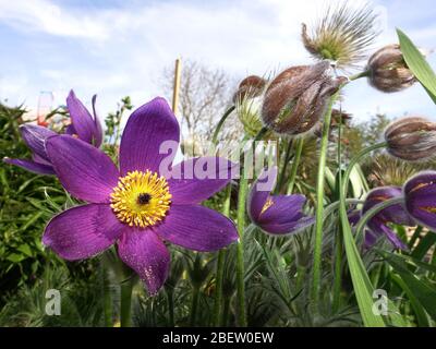 Nahauführ von blühenden Pulsatille vulgaris, der europäischen oder staatlichen Küchenschelle, Weilerswist, Nordrhein-Westfalen, Deutschland Stockfoto