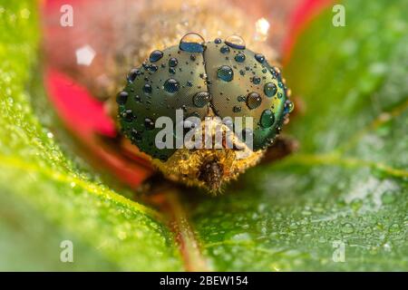 Pferdefliegen Nahaufnahme extreme Makro-Fotografie Stockfoto