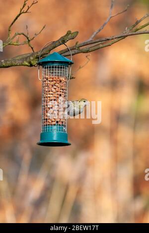 Weibliche Siskin, Cardeulis spinus, Mere Sands, Lancashire, Großbritannien Stockfoto