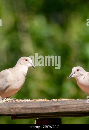 Ein Paar Halstauben, die sich auf einem Vogeltisch ernähren. Naturschutzgebiet Mere Sands, Lancashire Stockfoto