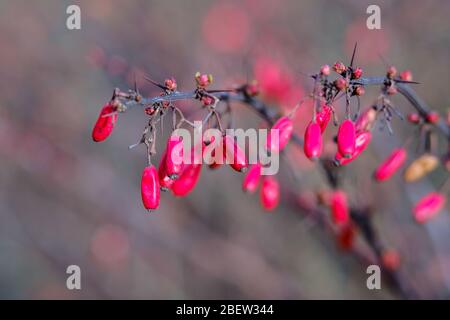 Nahaufnahme von Beeren roten Beeren auf dem Zweig auf einem Busch. Frische reife Berberis vulgaris Beeren auf verschwommenem Hintergrund. Stockfoto