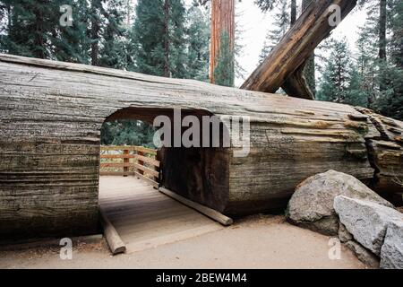 USA, Sequia National Park - 6. November 2017: Tunnel Log für Fußgänger Stockfoto