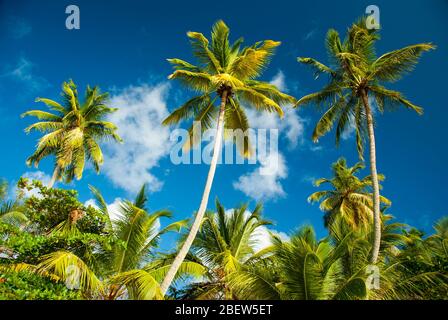 Strahlend blauer Himmel mit Blick auf einen Hain mit hohen Kokospalmen und leuchtend grünen Traubenbäumen am Strand Stockfoto