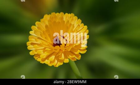 Gelbe Ringelblume - Calendula officinalis L vor grünem Hintergrund Stockfoto