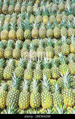 Geerntete Bio-Ananas, Costa Rica, Mittelamerika Stockfoto
