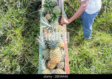 Arbeiter, der Ananas auf ein Förderband legt, Costa Rica, Mittelamerika Stockfoto