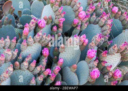 Wüstengartenpflanzen in Mesa, Arizona Stockfoto