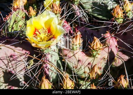 Wüstengartenpflanzen in Mesa, Arizona Stockfoto