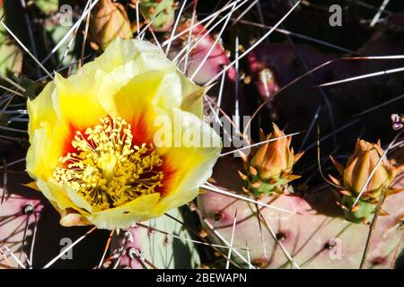Wüstengartenpflanzen in Mesa, Arizona Stockfoto