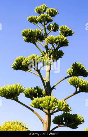 Wüstengartenpflanzen in Mesa, Arizona Stockfoto