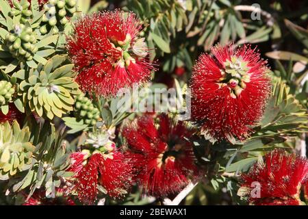 Wüstengartenpflanzen in Mesa, Arizona Stockfoto
