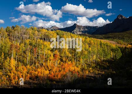 Quaking Aspens im Herbst von Last Dollar Road, Sneffels Range, San Juan Mountains, Colorado Stockfoto