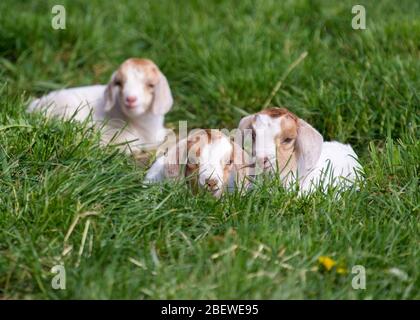 Doberlug Kirchhain, Deutschland. April 2020. Drei junge Ziegen liegen im Gras. Quelle: Soeren stache/dpa-Zentralbild/ZB/dpa/Alamy Live News Stockfoto