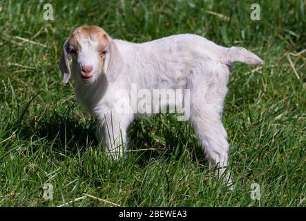 Doberlug Kirchhain, Deutschland. April 2020. Eine junge Ziege steht im Gras bleichend. Quelle: Soeren stache/dpa-Zentralbild/ZB/dpa/Alamy Live News Stockfoto
