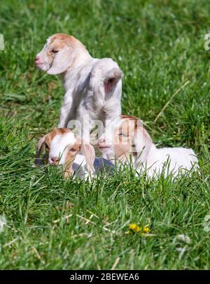 Doberlug Kirchhain, Deutschland. April 2020. Drei junge Ziegen spielen im Gras. Quelle: Soeren stache/dpa-Zentralbild/ZB/dpa/Alamy Live News Stockfoto