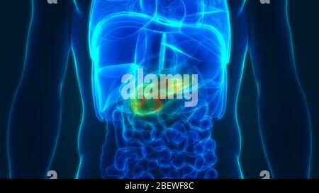 Anatomie Der Menschlichen Inneren Organpankreas Stockfoto