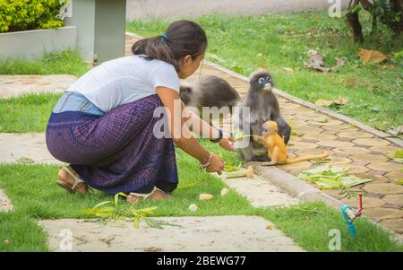 Frau in Sarong, knieend, auf Erwachsene und Baby Dusky Affen in Lommuak Thailand schauen und füttern Stockfoto