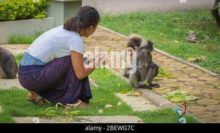 Frau in Sarong kniet nieder und schaut Erwachsene und Baby Dusky Monkeys in Lommuak, Thailand an Stockfoto