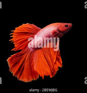 Männlicher Halbmond Betta auf schwarzem Hintergrund. Siamesische Kampffische sind die Süßwasserfische mit schönen Flossen und Farbe Stockfoto