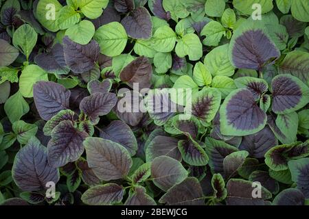 Spinat oder rote Amaranth Gemüse in Gärten, der wissenschaftliche Name : Amaranthus tricolor Stockfoto