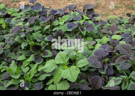 Spinat oder rote Amaranth Gemüse in Gärten, der wissenschaftliche Name : Amaranthus tricolor Stockfoto