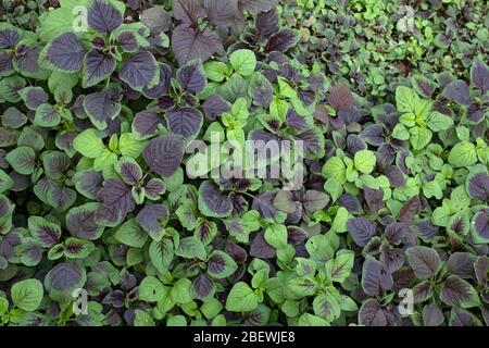 Spinat oder rote Amaranth Gemüse in Gärten, der wissenschaftliche Name : Amaranthus tricolor Stockfoto