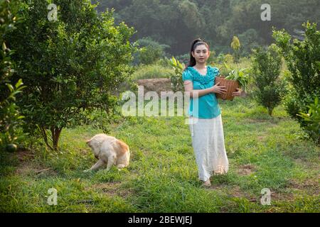 Front junge Gärtnerin Asien Frau lächelnd und trägt den Korb Thai in den Honig Mandarine Orangen Garten, Glück und gesundes Lifestyle-Konzept Stockfoto