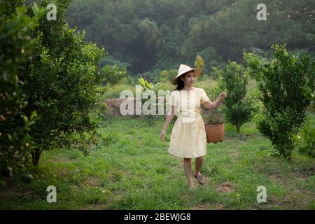 Junge Gärtnerin Asia Frau lächelnd und trägt den Korb Thai in den Honig Mandarine Orangen Garten, Glück und gesundes Lifestyle-Konzept Stockfoto