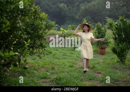 Junge Gärtnerin Asia Frau lächelnd und trägt den Korb Thai in den Honig Mandarine Orangen Garten, Glück und gesundes Lifestyle-Konzept Stockfoto