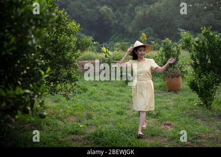 Junge Gärtnerin Asia Frau lächelnd und trägt den Korb Thai in den Honig Mandarine Orangen Garten, Glück und gesundes Lifestyle-Konzept Stockfoto