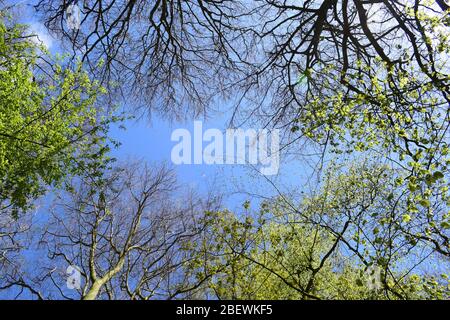 Blauer Himmel durch den Brunch im Frühling Stockfoto