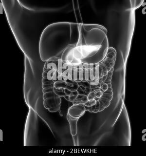 Menschliche innere Organe Bauchspeicheldrüse Anatomie Stockfoto