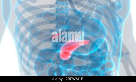 Menschliches Organ Pankreas mit Gallenblase Anatomie Stockfoto