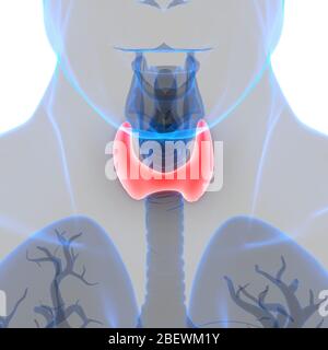 Die Drüsen der Schilddrüse Anatomie Stockfoto