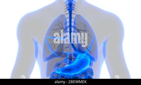 Menschliche Verdauungssystem Magen Anatomie Stockfoto