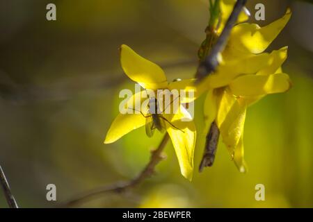 Goldene Forsythia blühende Blumen, selektiver Fokus, Frühling blühende Baum, frühe Frühlingssommer, gelbe Blüten mit Fliege oben Stockfoto