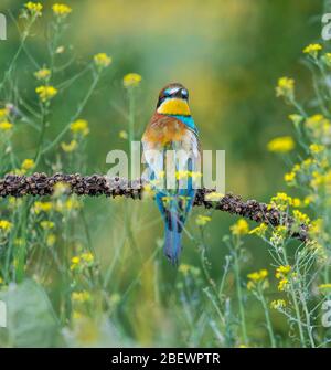 Ein europäischer Bienenfresser, der auf einem Zweig inmitten von Blumen ruht, Bulgarien Stockfoto